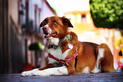 Dog looking away while sitting outdoors