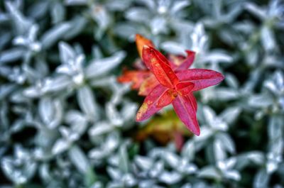 Close-up of red maple leaf