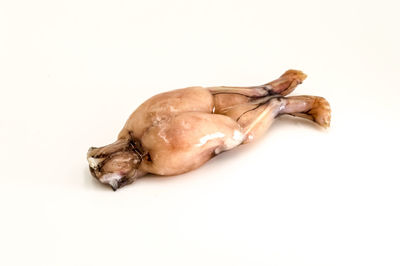 Close-up of crab on barbecue against white background