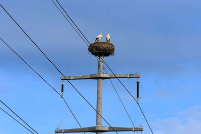 Low angle view of stork perching on cable against sky