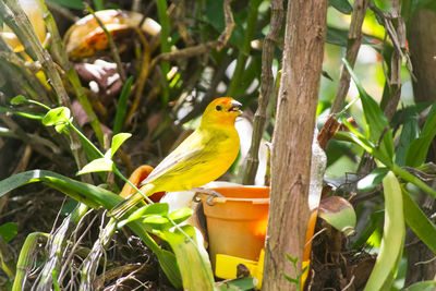 Bird perching on tree trunk