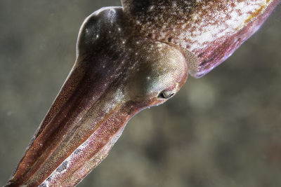 Close-up of fish swimming in sea