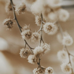 Close-up of frozen plant