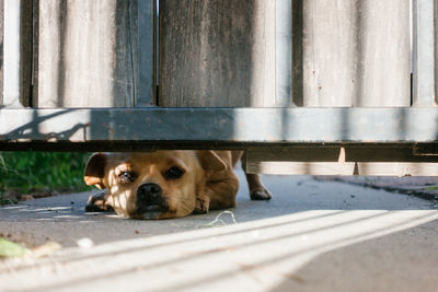 Dog looking at camera