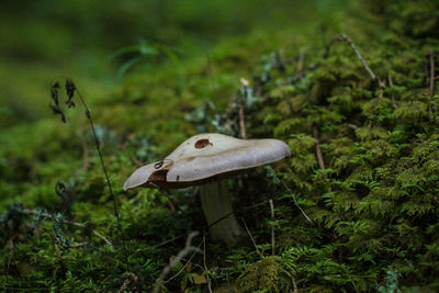 Close-up of mushroom on grass in forest