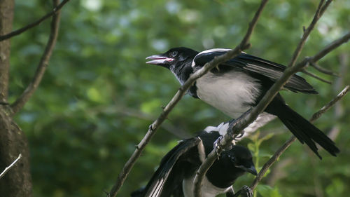 Close-up of bird perching on branch