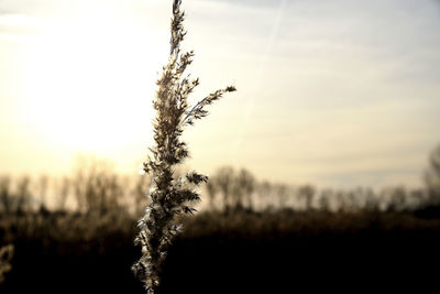 Scenic view of field against sky at sunset