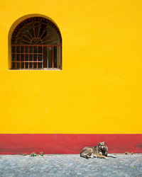 Yellow horse on wall