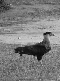 Side view of a bird on field