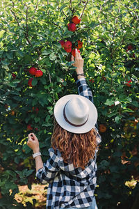 Woman in a hat taking ripe red apples from the tree. autumn harvest, countryside lifestyle person