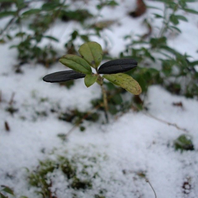 leaf, growth, plant, focus on foreground, close-up, green color, nature, selective focus, beauty in nature, fragility, day, growing, outdoors, freshness, no people, green, stem, flower, beginnings, tranquility