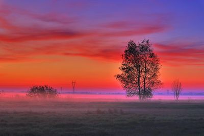 Tree on field against sky during sunset