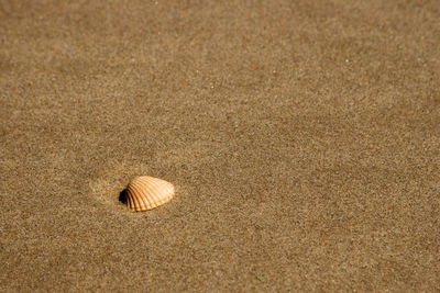 Close-up of seashell on beach