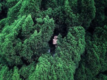 View of lush foliage