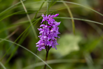 flowering plant