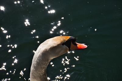Swan swimming in lake