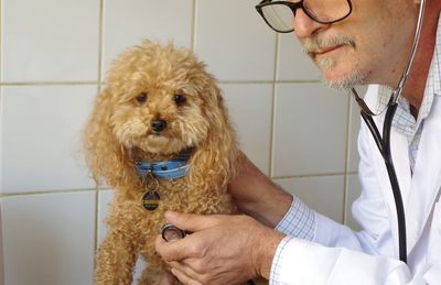 Close-up of vet examining brown poodle