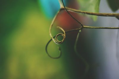 Close-up of water drop on leaf