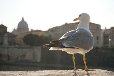 Seagull perching on a wall