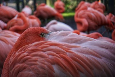 Close-up of a bird