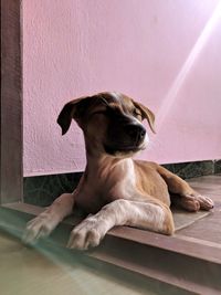 Dog sitting on floor at home