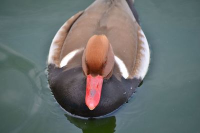 A duck called red-crested pochard