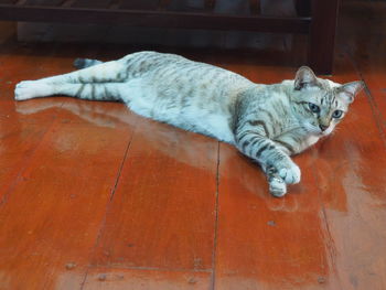 Cat sleeping on floor