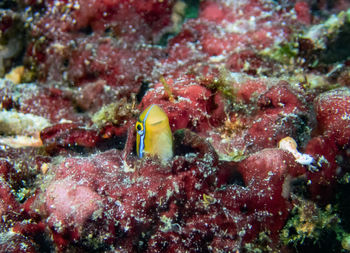 Fish swimming in sea