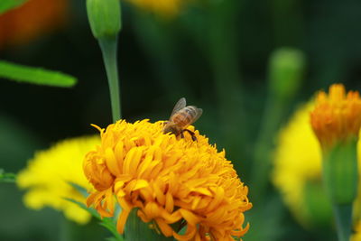 Close-up of insect on yellow flower