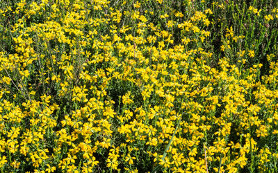 Full frame shot of yellow flowering plants