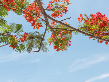 Low angle view of maple tree against sky