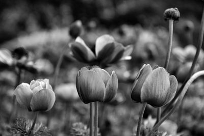 Close-up of flowering plants on field