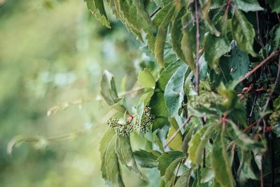 Close-up of insect on plant