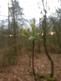 Close-up of fresh plant