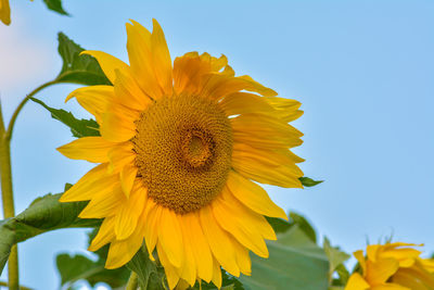 Low angle view of sunflower blooming against clear sky