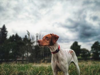 Dog looking away on field