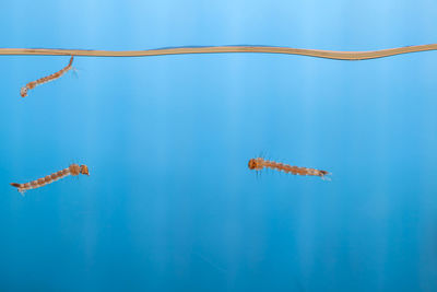 Close-up of fishes swimming in sea