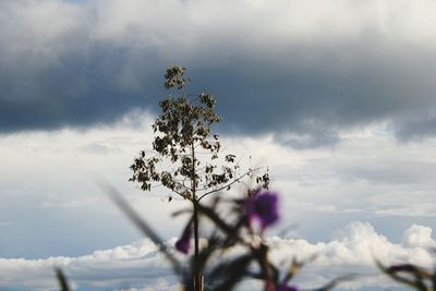 Low angle view of flowering plant against sky