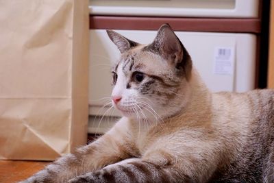 Close-up of a cat looking away at home