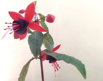 Close-up of red flowers