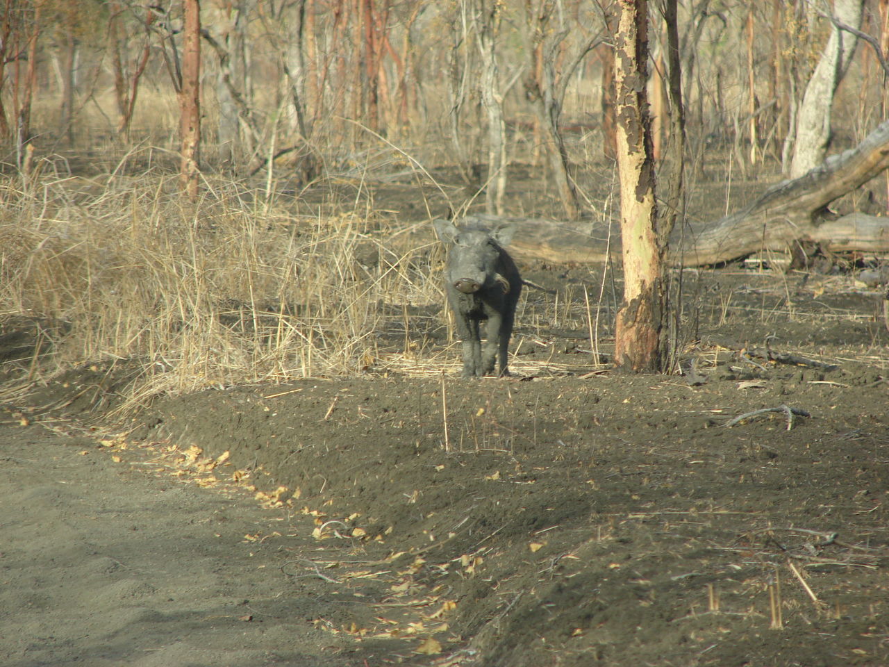 FULL LENGTH OF A YOUNG MAN IN FOREST