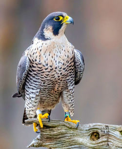 Close-up of bird perching on branch