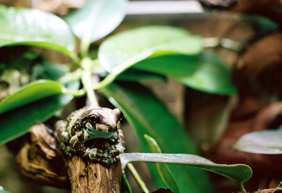 Close-up of frog on plant