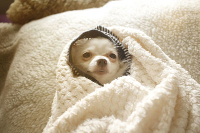 Close-up portrait of a dog rolled up in bed