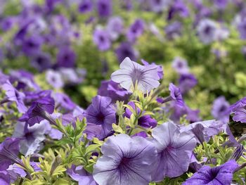 Close-up of purple flowering plants