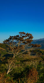 Tree on landscape against clear blue sky