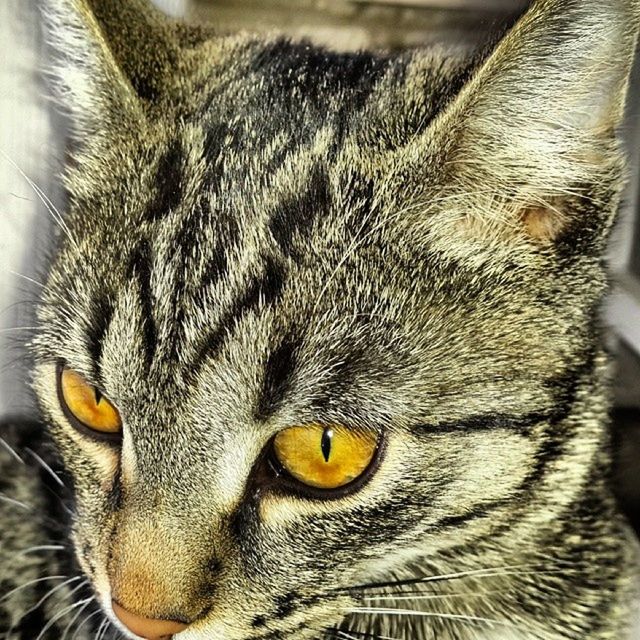 animal themes, one animal, domestic animals, animal head, mammal, close-up, animal body part, pets, whisker, portrait, animal eye, domestic cat, feline, focus on foreground, cat, looking at camera, no people, zoology, snout