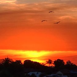 Silhouette birds flying against orange sky