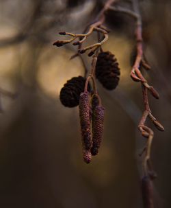 Close-up of wilted plant