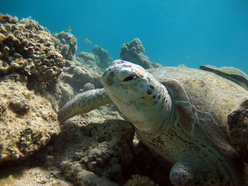 Big green turtle on the reefs of the red sea.